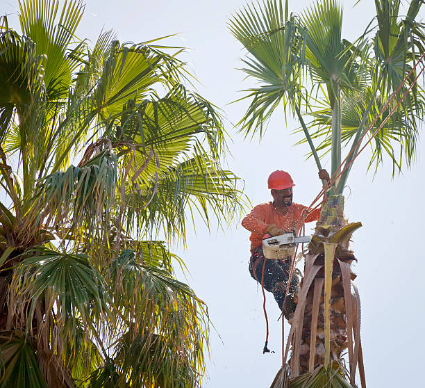  Lofall, WA Tree Service Pros